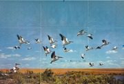 Canada Life Insurance Company 1982 cover