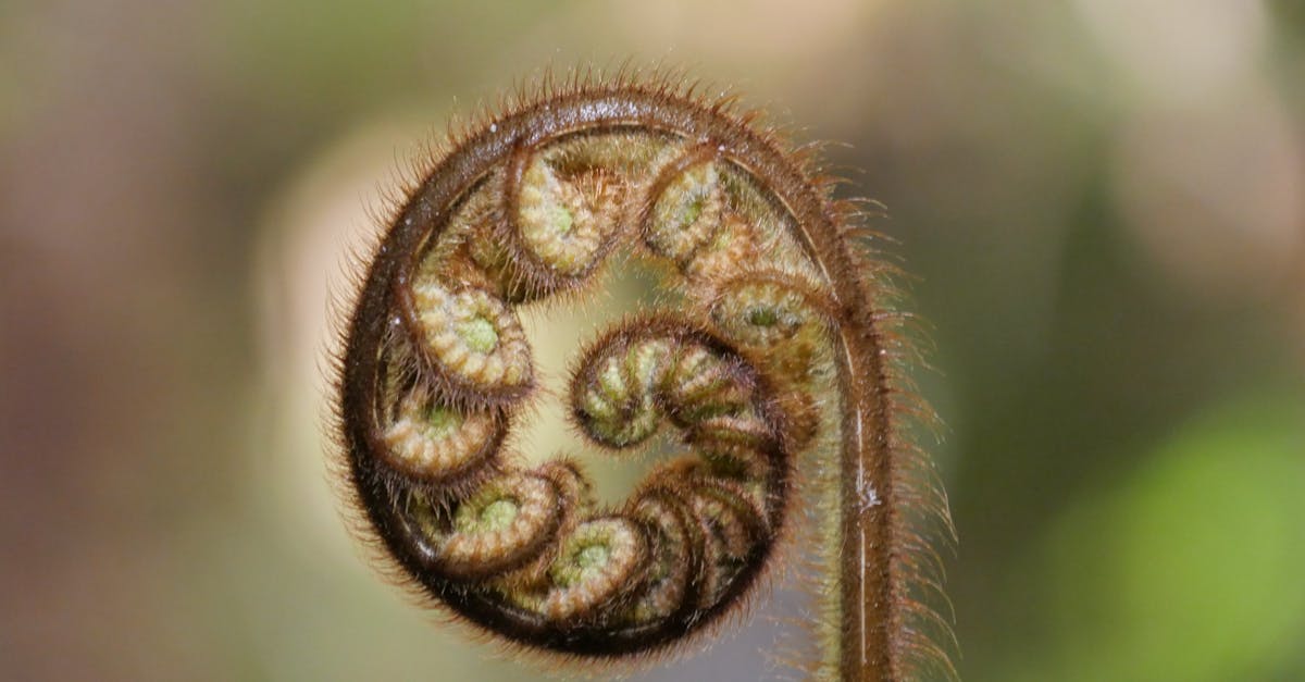 golden ratio in design - comprehensive guide and examples