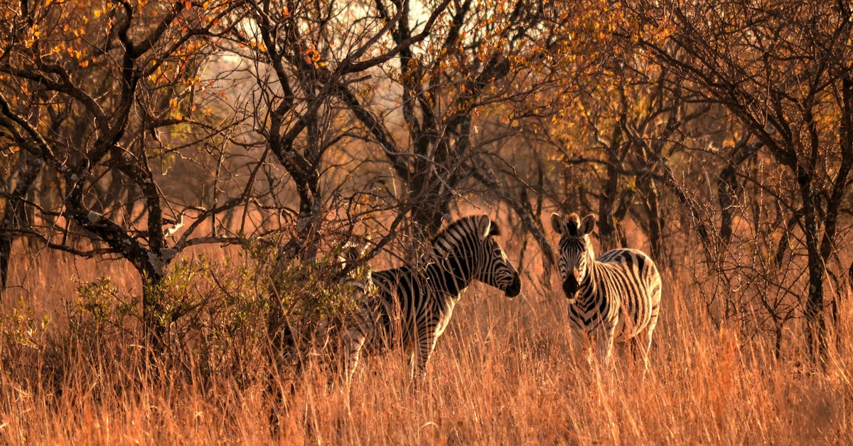 Lion King Font: The Typography of Pride Rock and Beyond