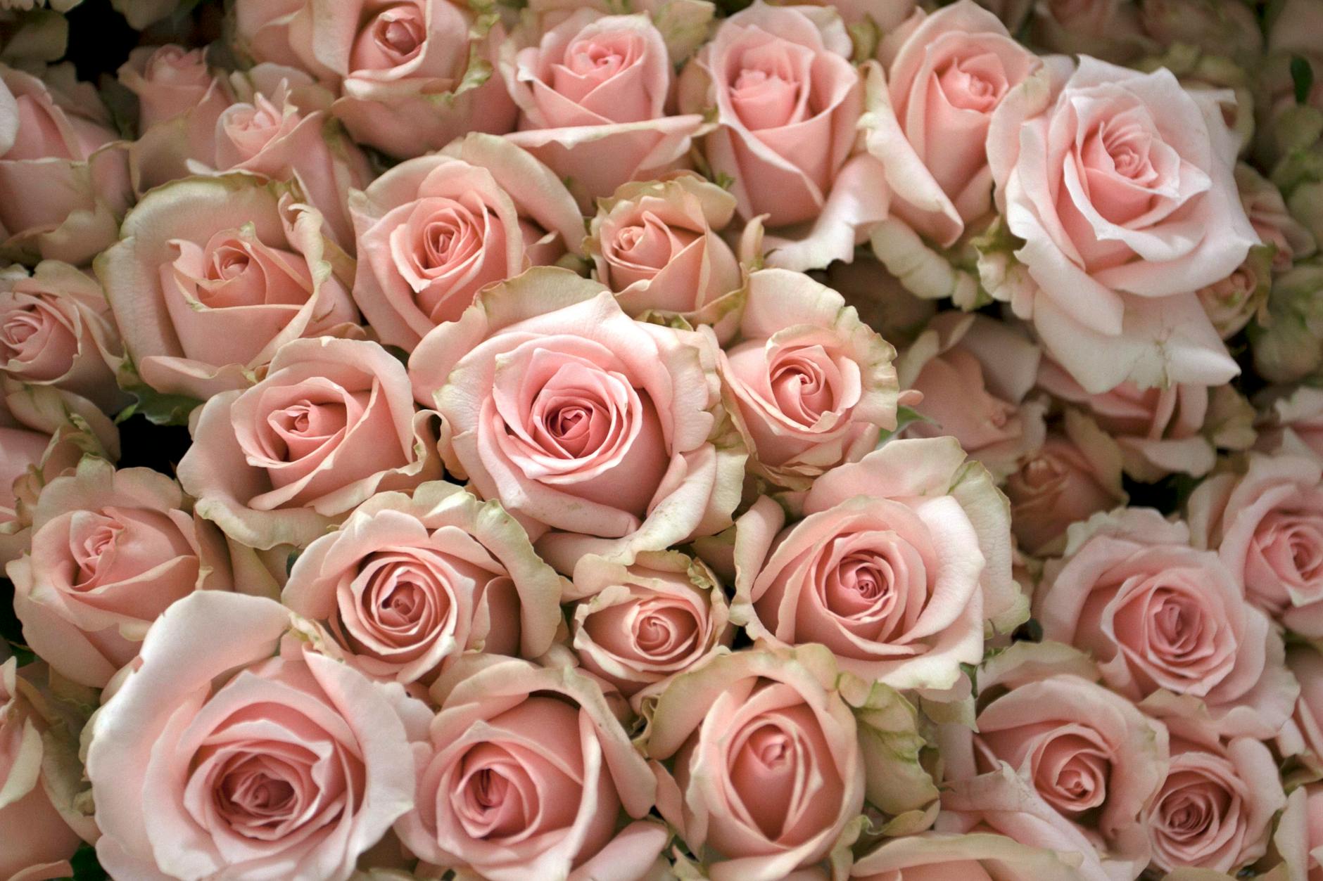 Mauve vs Dusty Rose: What’s the Difference?