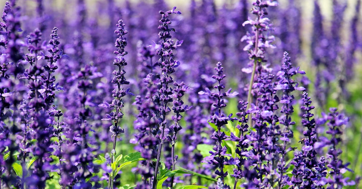 purple color palette - comprehensive guide and examples