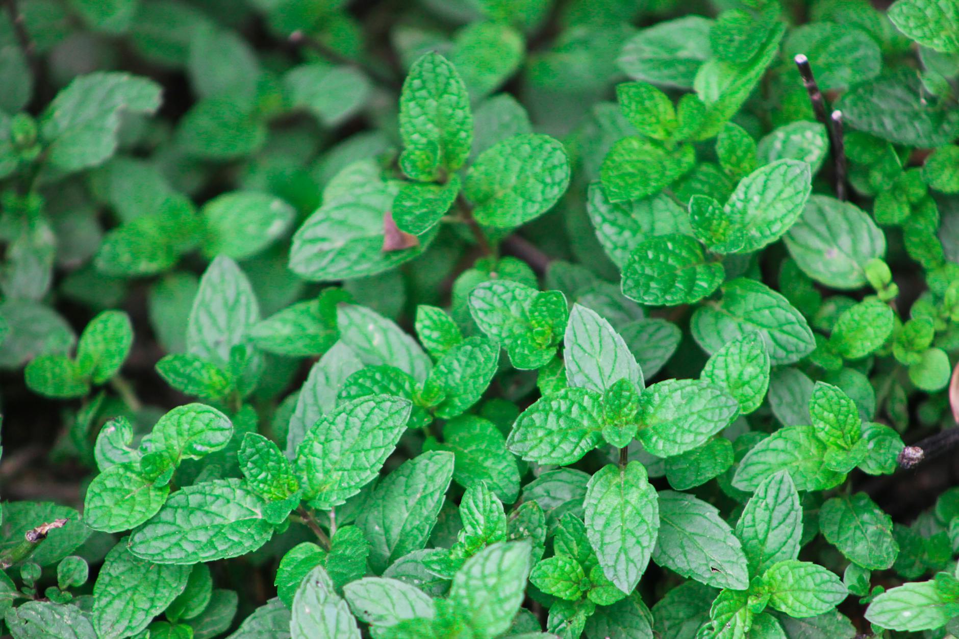 Sage vs Mint: What’s the Difference?