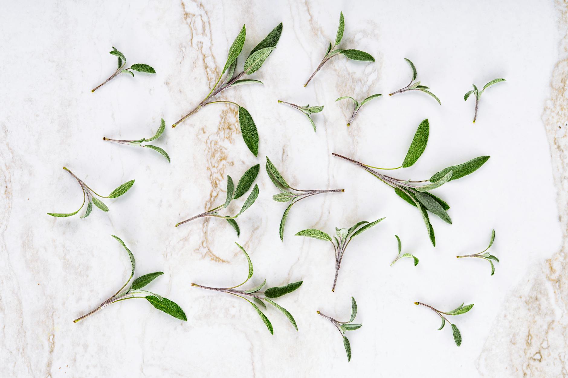 Sage vs Olive Green: What’s the Difference?