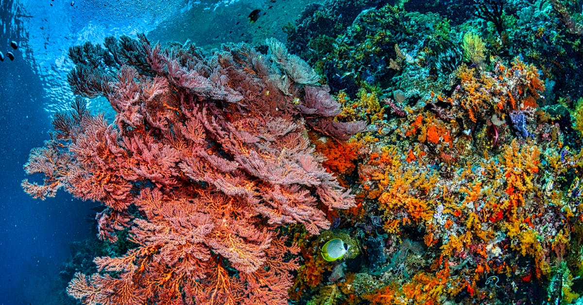 Salmon vs Coral: What’s the Difference?