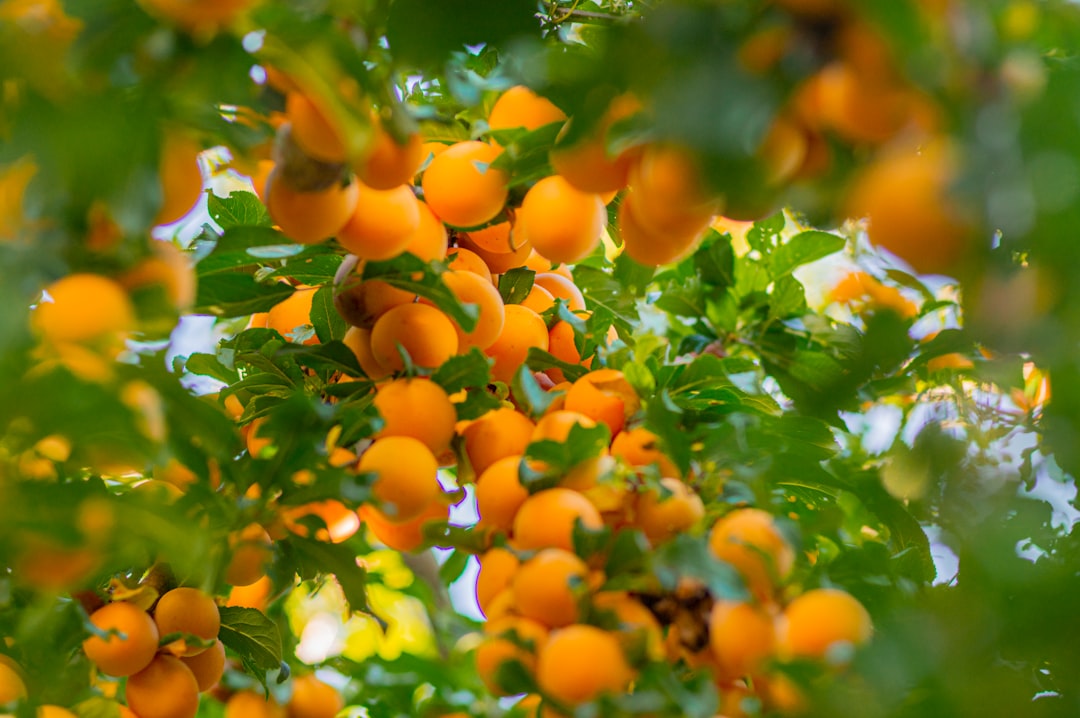 apricot vs orange — guide and examples