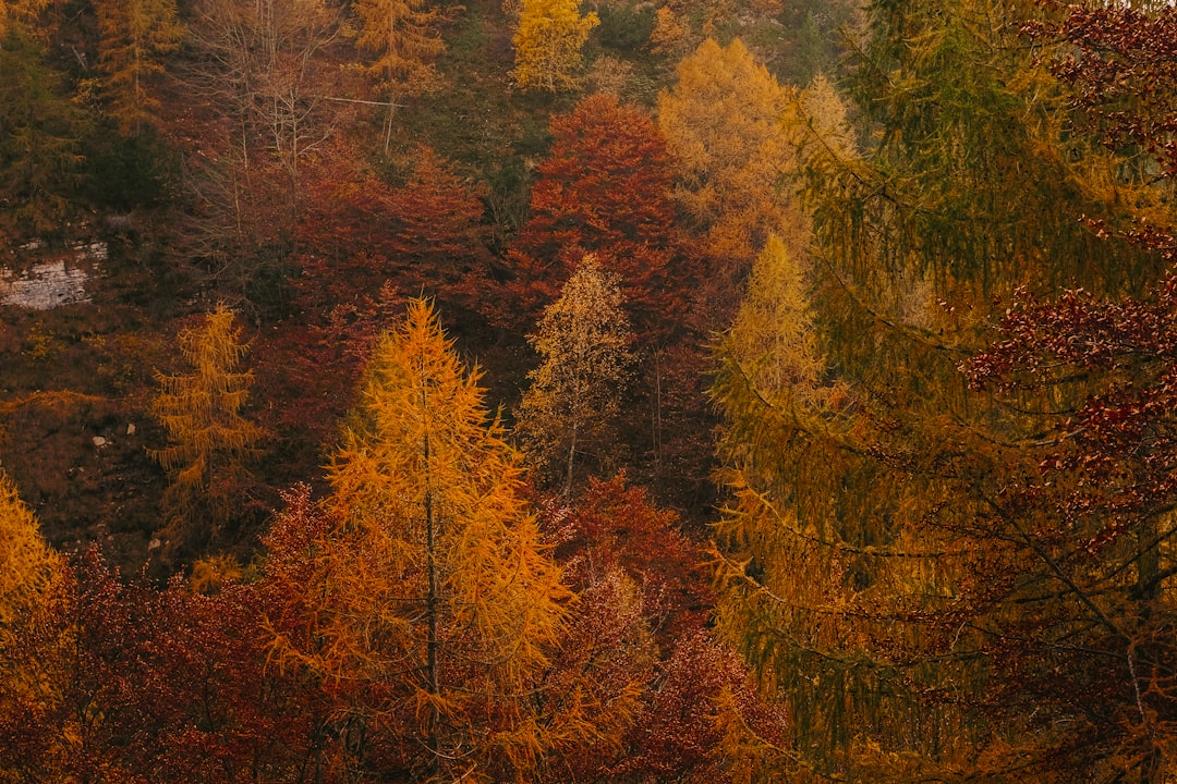 autumn color palette — guide and examples