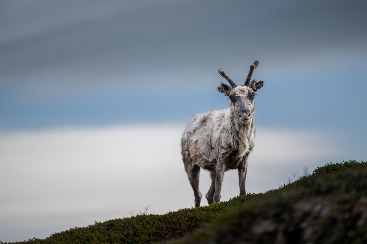 What Font Does Baby Reindeer Use? (2026)