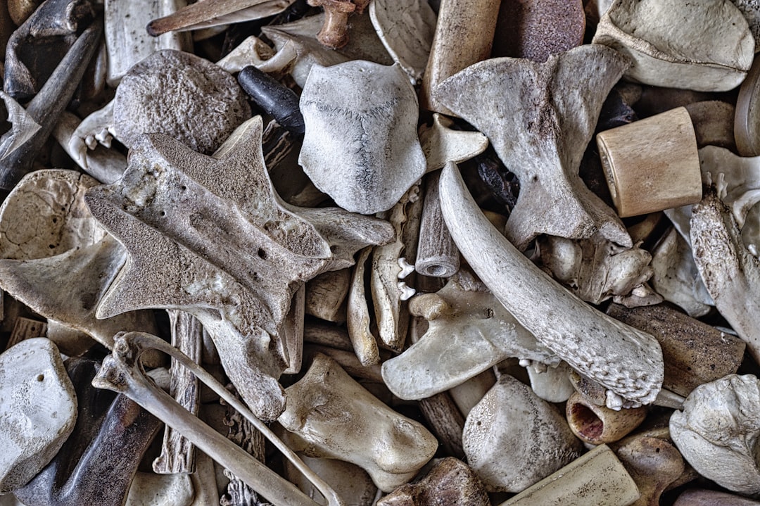 bone vs ivory — guide and examples