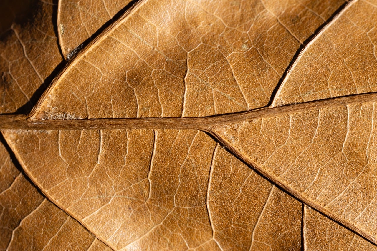 brown vs tan — guide and examples