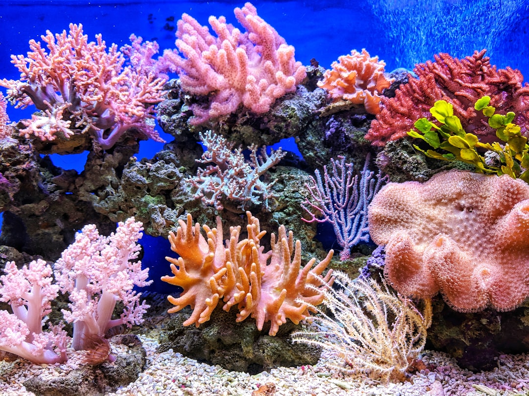 colors that go with coral — guide and examples