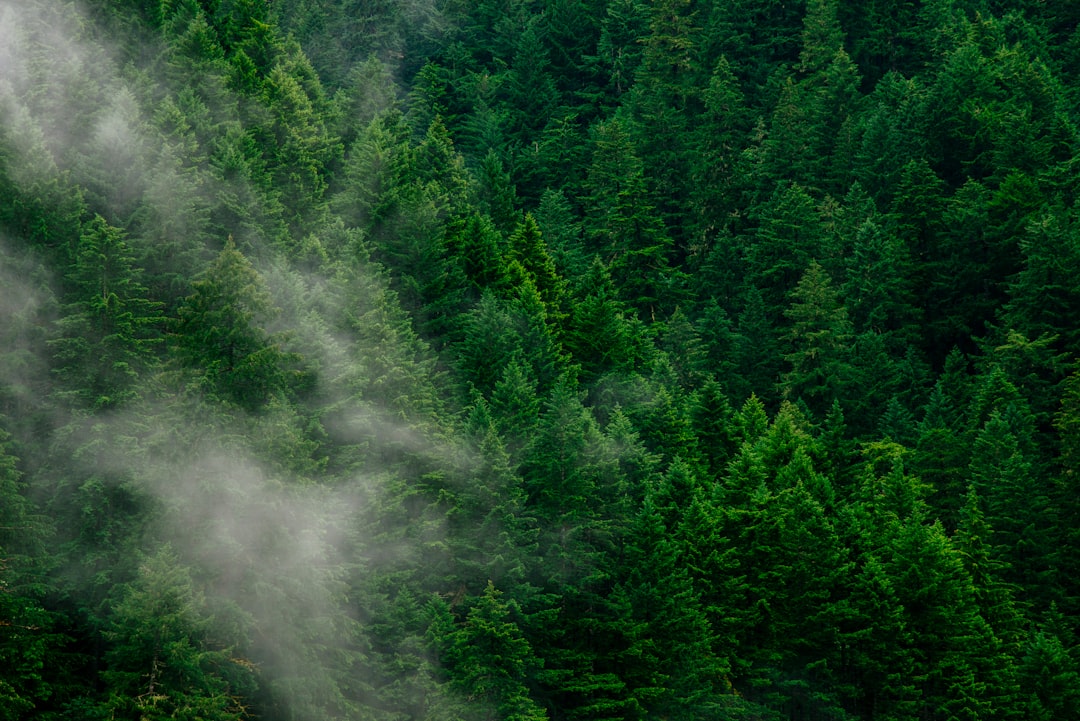 Colors That Go With Forest Green (Hex + Palettes)