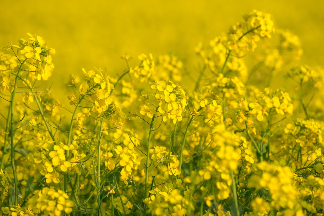 colors that go with mustard — guide and examples