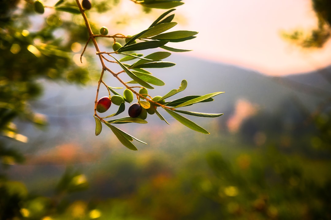 colors that go with olive — guide and examples