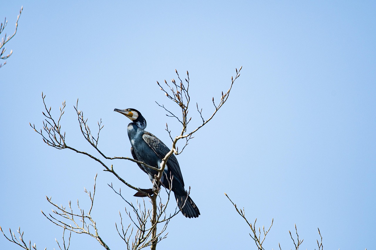 cormorant alternatives — guide and examples