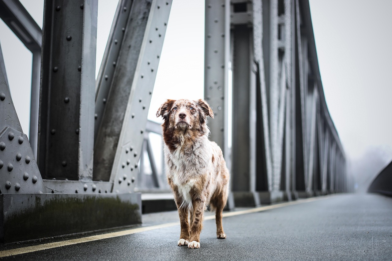 dog walking logo — guide and examples