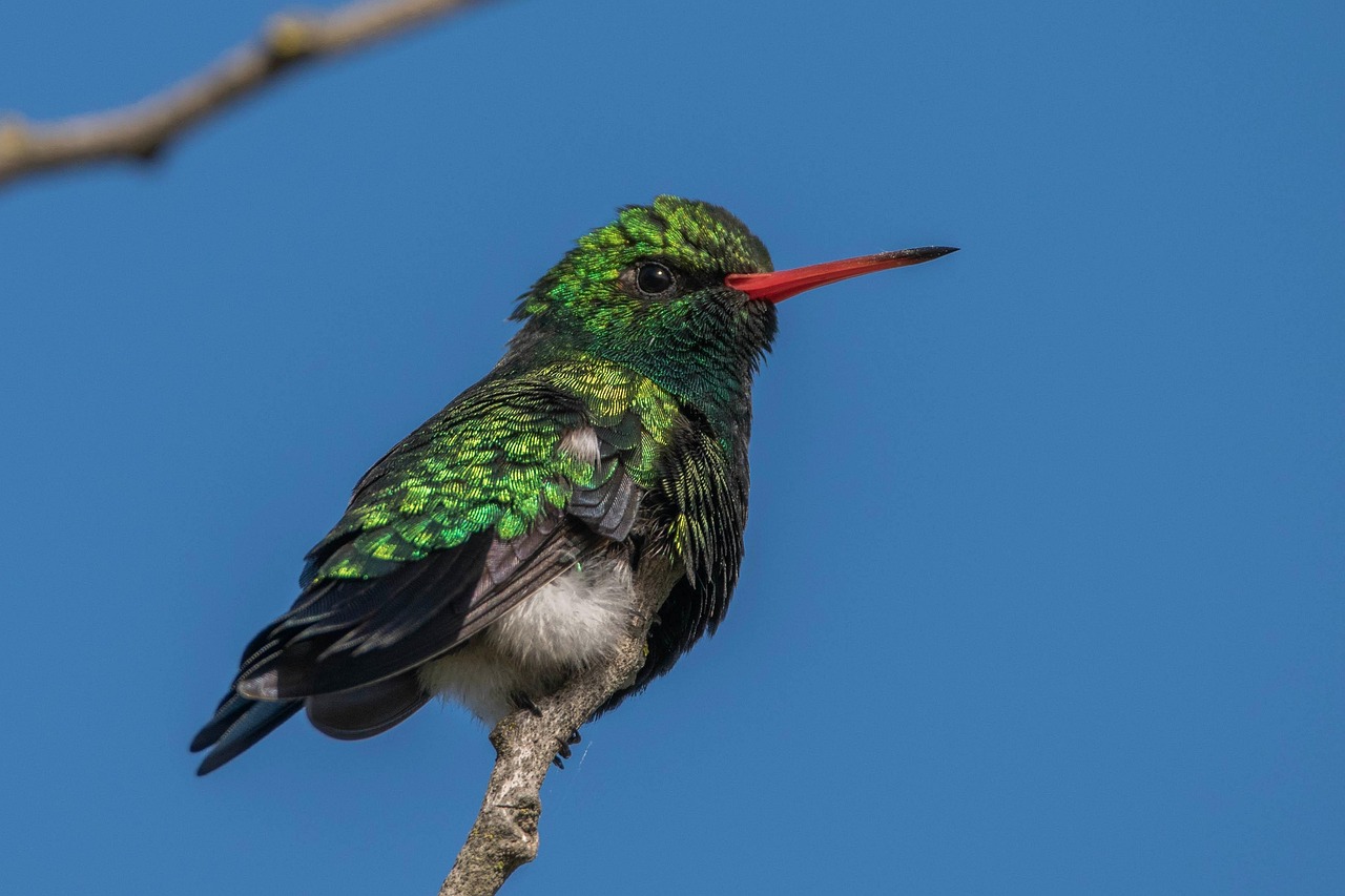 emerald color meaning — guide and examples