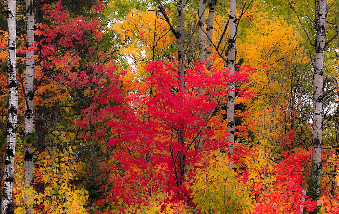 fall color palette — guide and examples