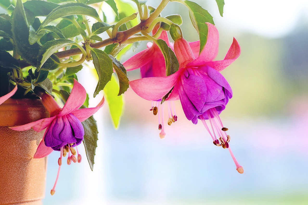 Fuchsia Color Meaning and Symbolism (Hex #FF00FF)
