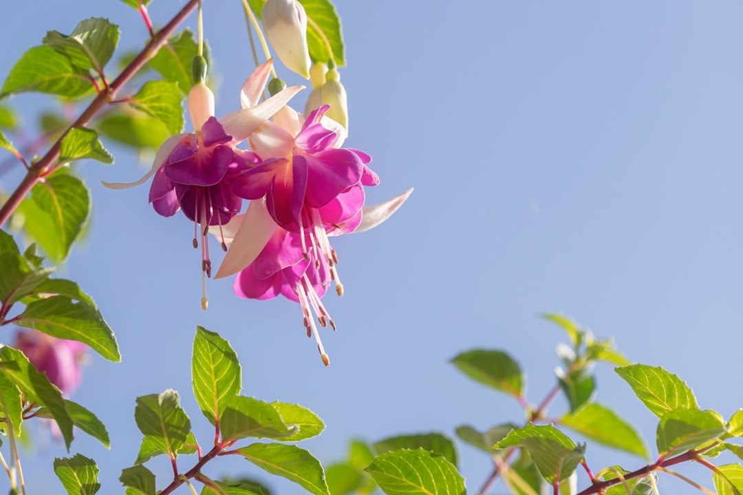 fuchsia vs pink — guide and examples