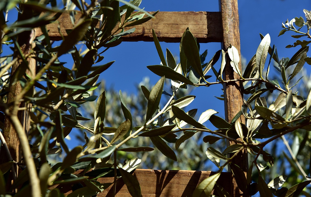 khaki vs olive — guide and examples