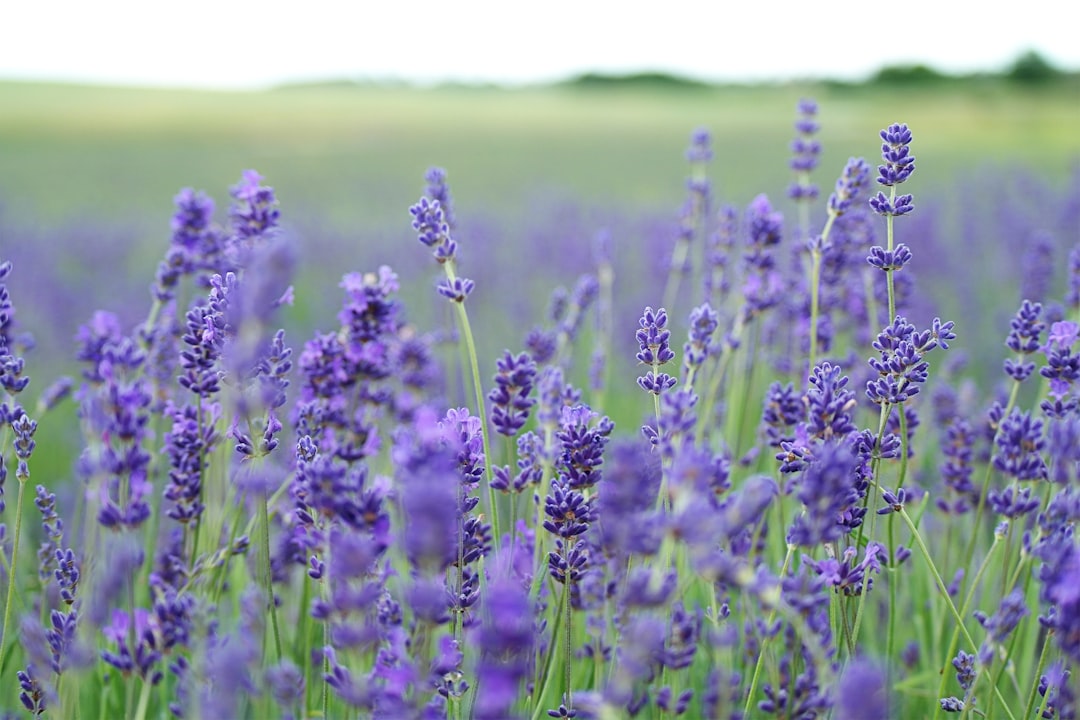 lavender color meaning — guide and examples