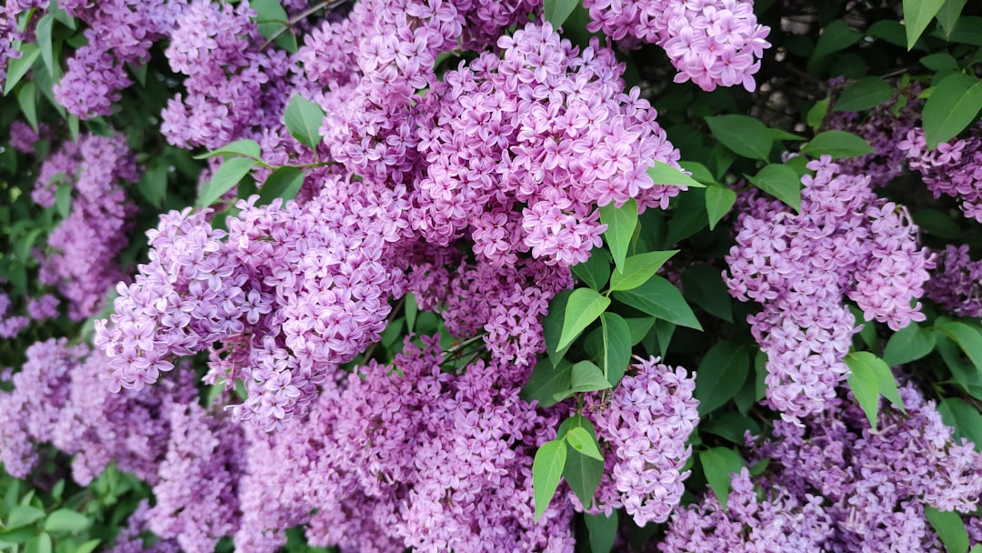 lilac color meaning — guide and examples