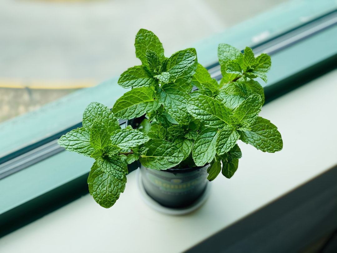 mint vs sage — guide and examples