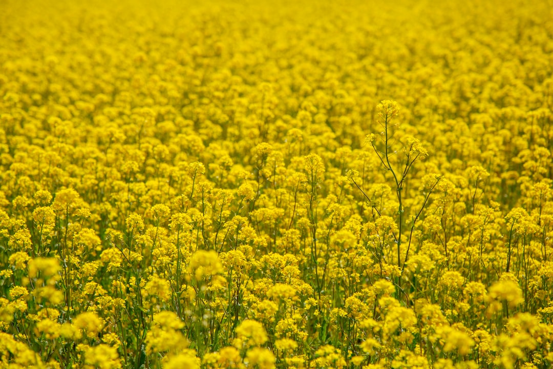 mustard color meaning — guide and examples