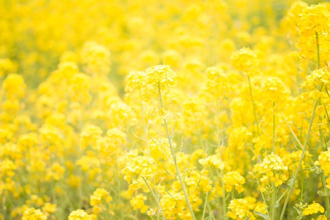 Mustard vs Yellow: What’s the Difference?