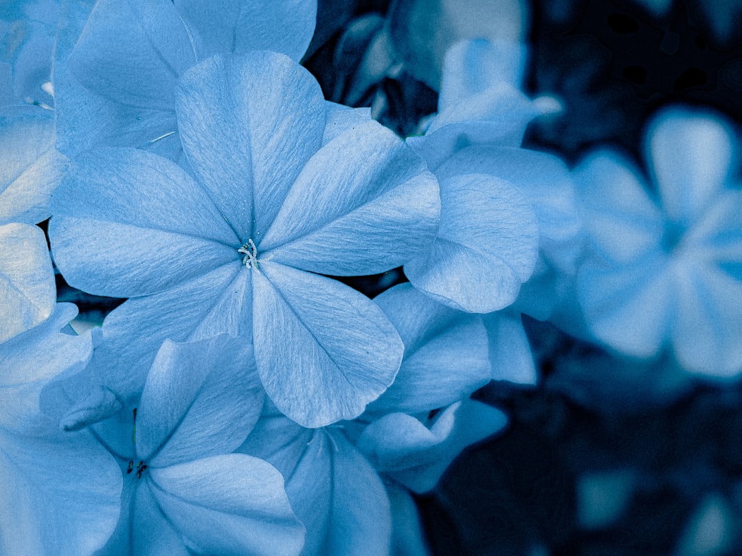periwinkle vs blue — guide and examples