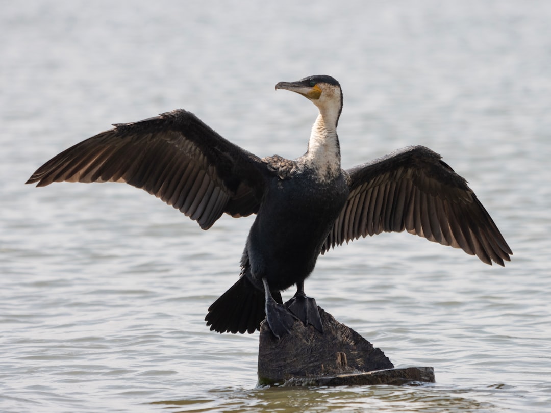 playfair display vs cormorant — guide and examples