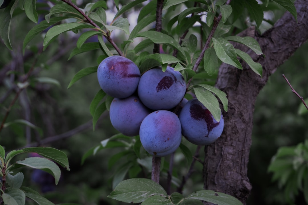 plum color meaning — guide and examples