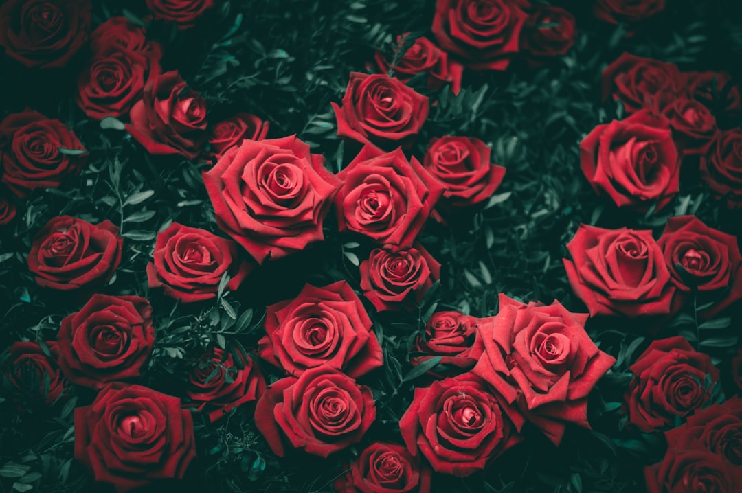 rose color meaning — guide and examples