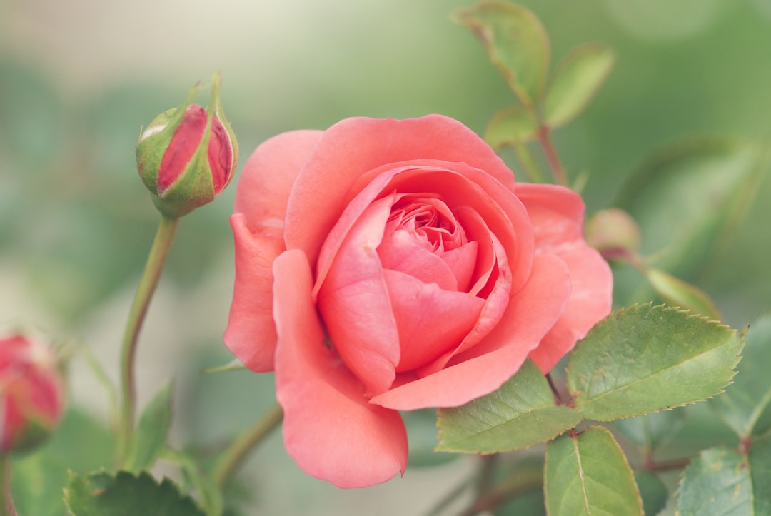 rose vs blush — guide and examples