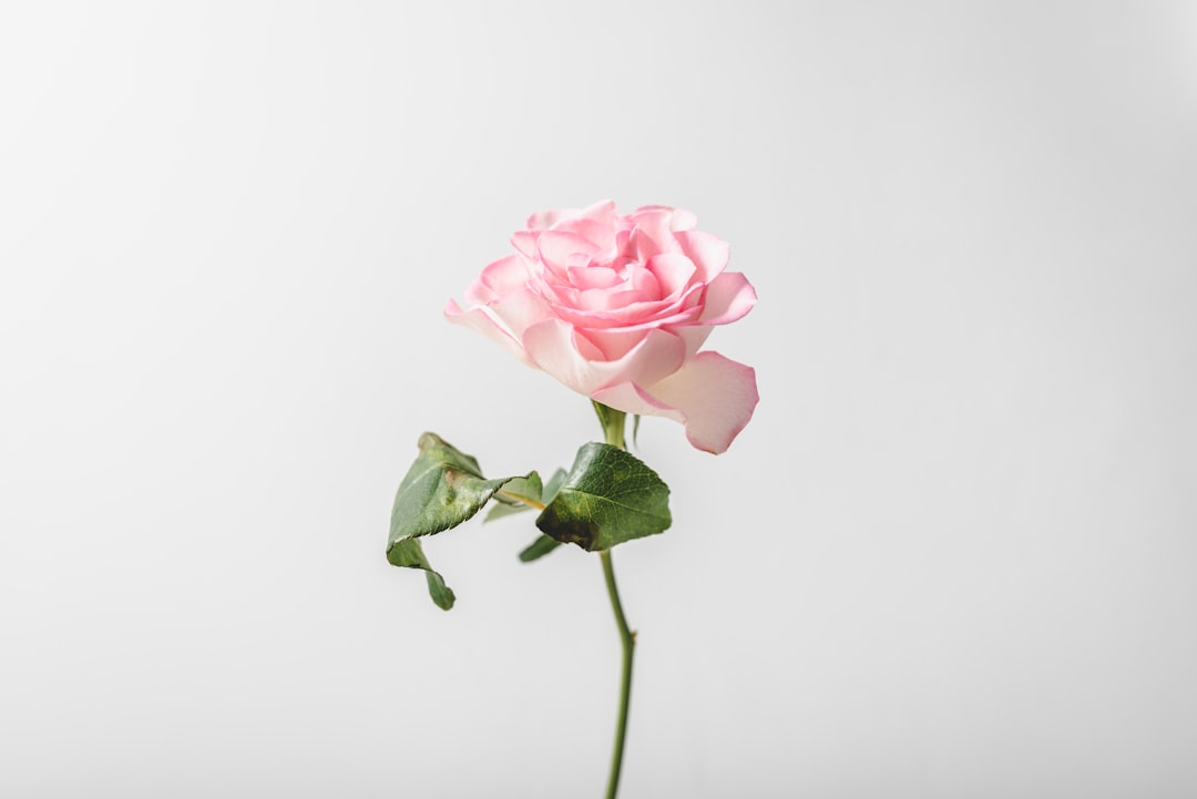 Rose vs Pink: What’s the Difference?