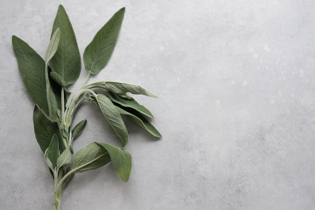 sage color meaning — guide and examples