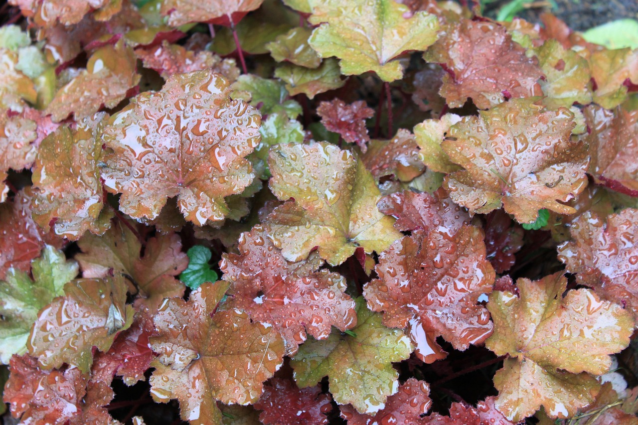 shades of coral — guide and examples