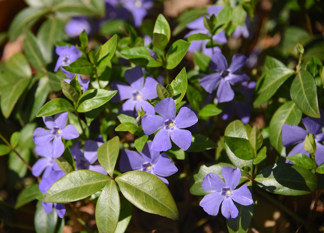 Shades of Periwinkle: Names and Hex Codes
