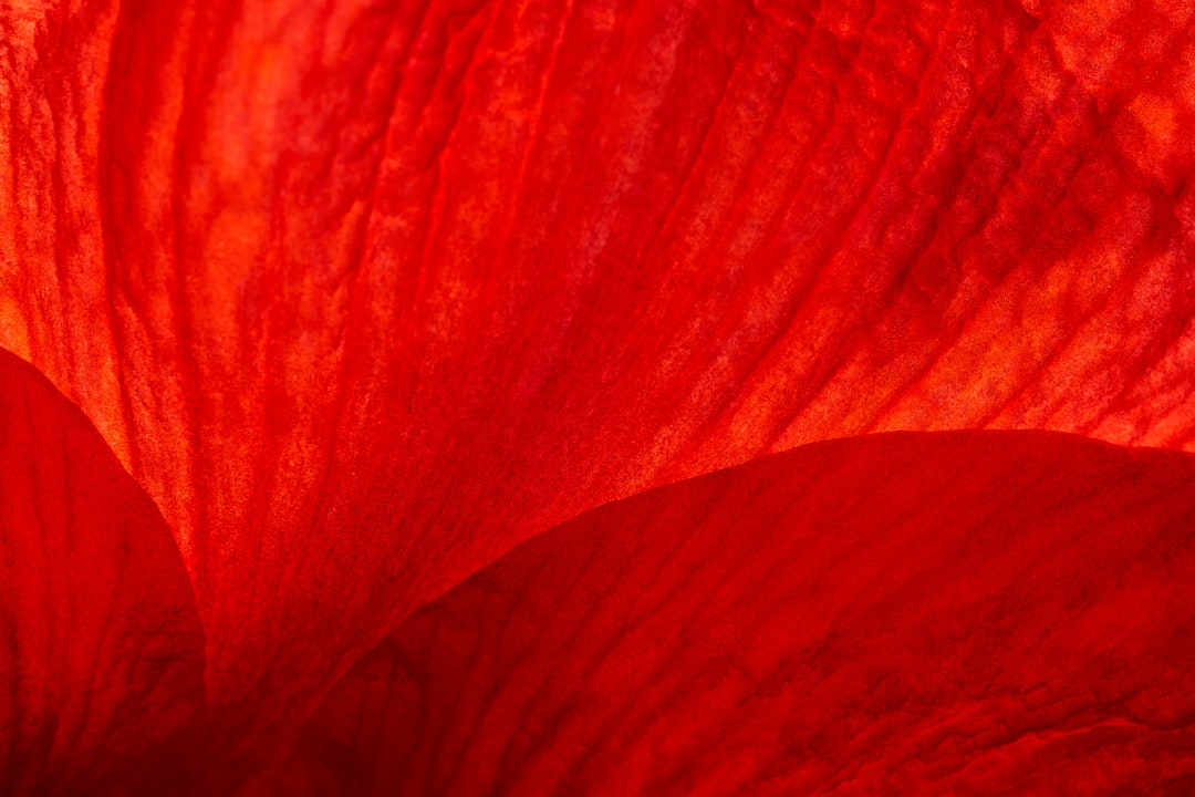 shades of red — guide and examples