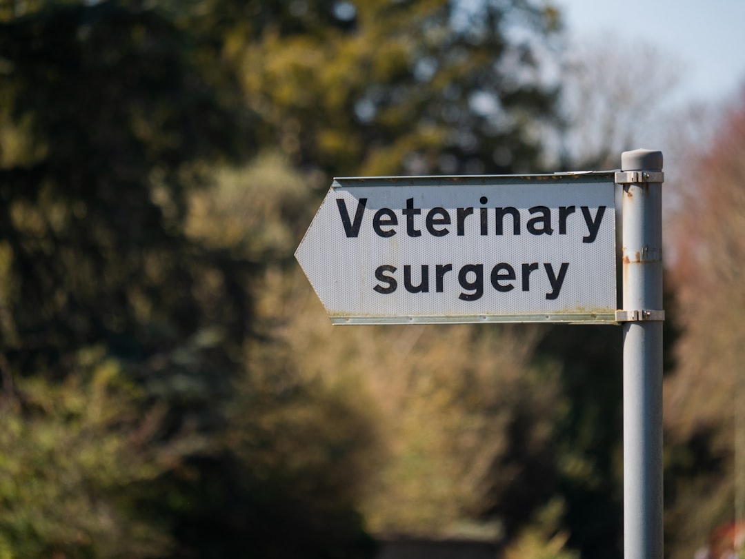veterinary branding — guide and examples