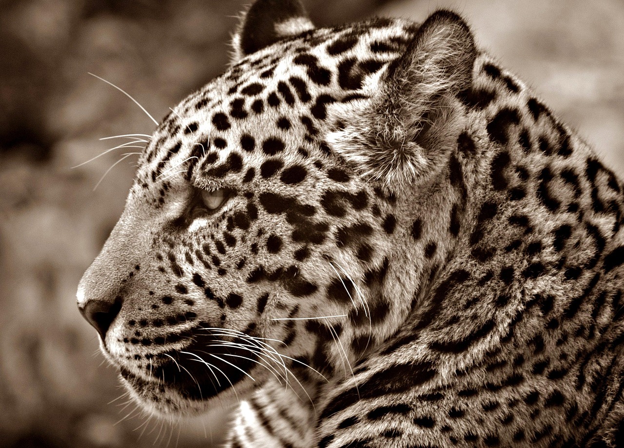 jaguar font — guide and examples