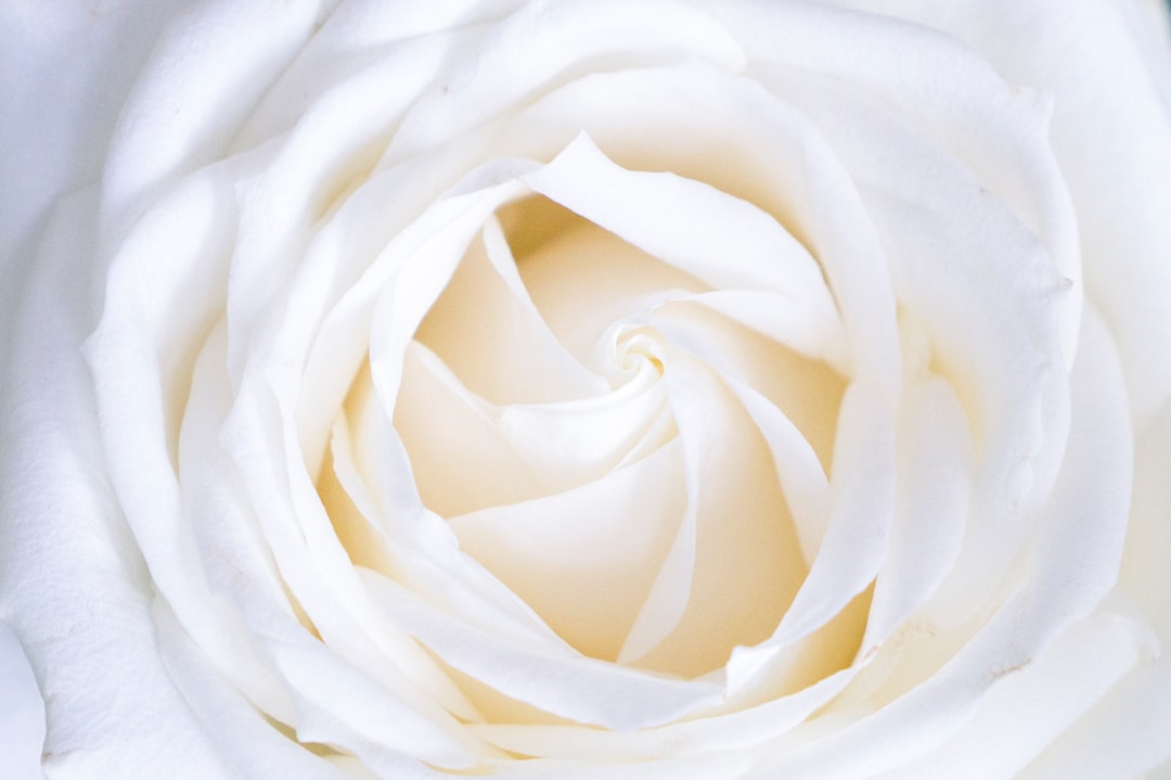 white color meaning — guide and examples