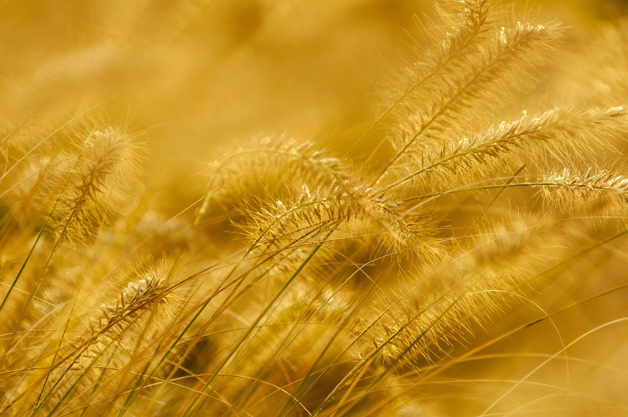 Yellow vs Gold: What’s the Difference?